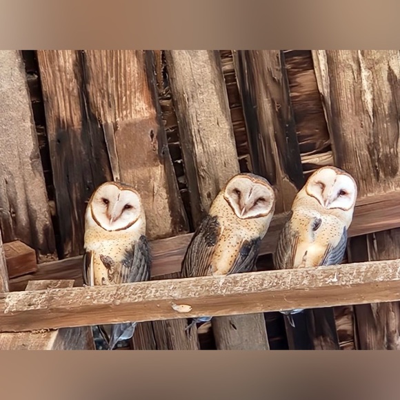 🧡MORE ABOUT OUR NONPROFIT🧡THANK YOU FOR YOUR SUPPORT! - Picture 5 of 16